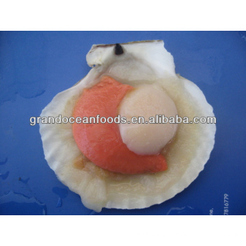 frozen hokkaido scallop